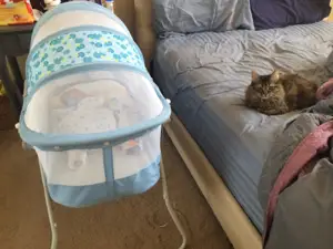best bassinet for cat owners