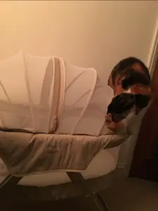best cat proof bassinet